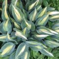 Hosta Touch of Class