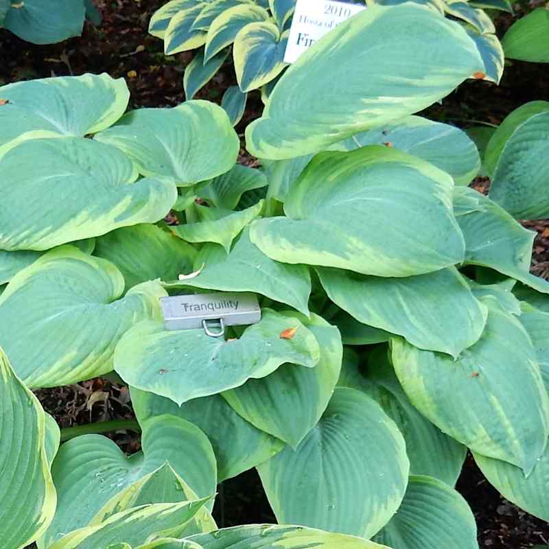 Hosta Tranquility