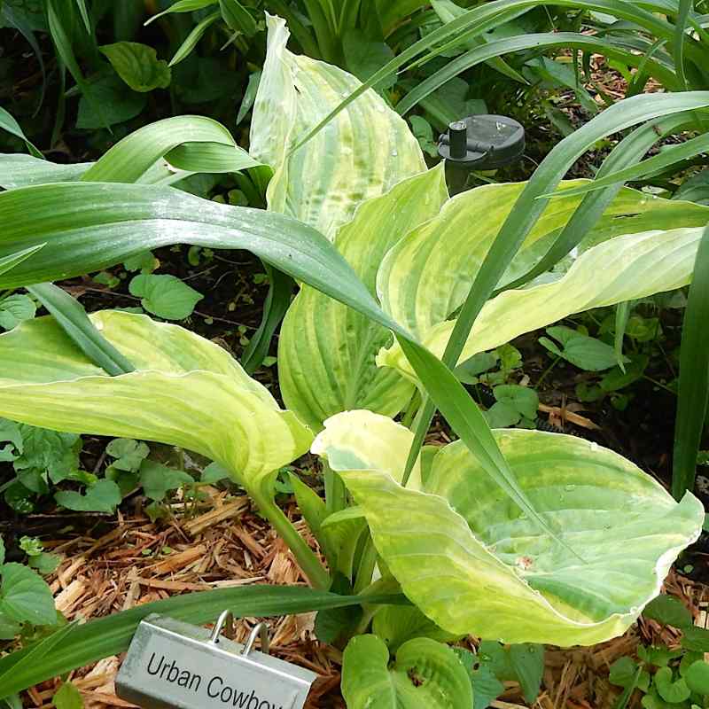 Hosta ‘Urban Cowboy’