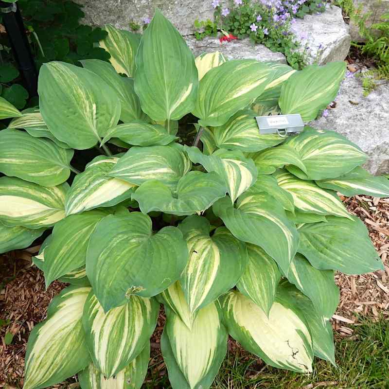 Hosta ‘Vivacious’