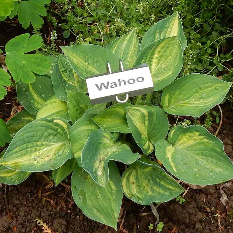 Hosta ‘Wahoo’