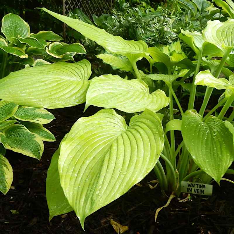 Hosta ‘Waiting in Vain’