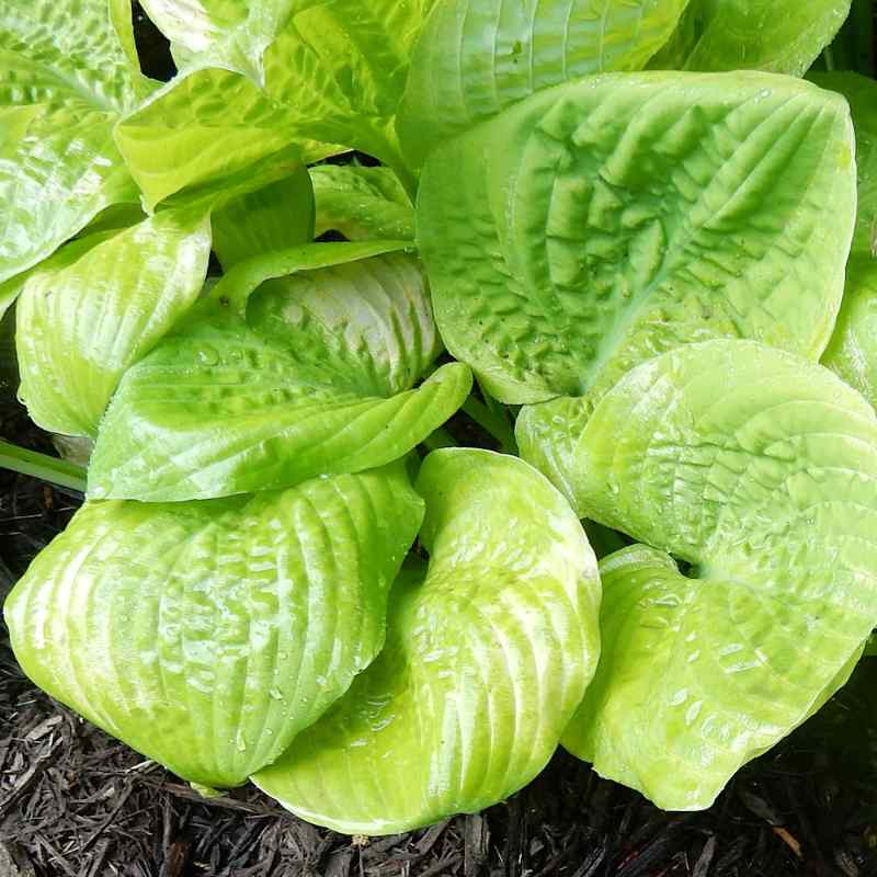 Hosta ‘Waukon Golden Pond’