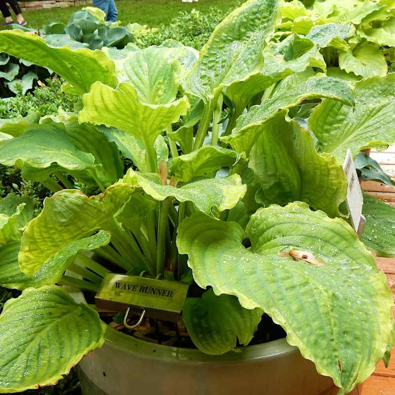 Hosta Wave Runner