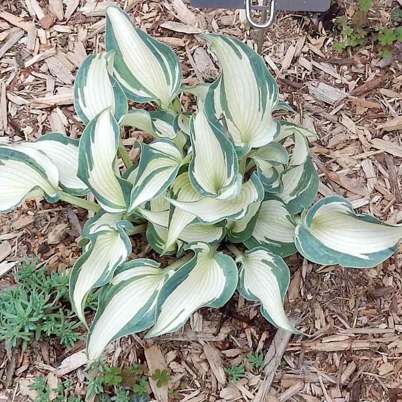 Hosta ‘What’s That’