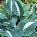 Hosta Whirley Pop