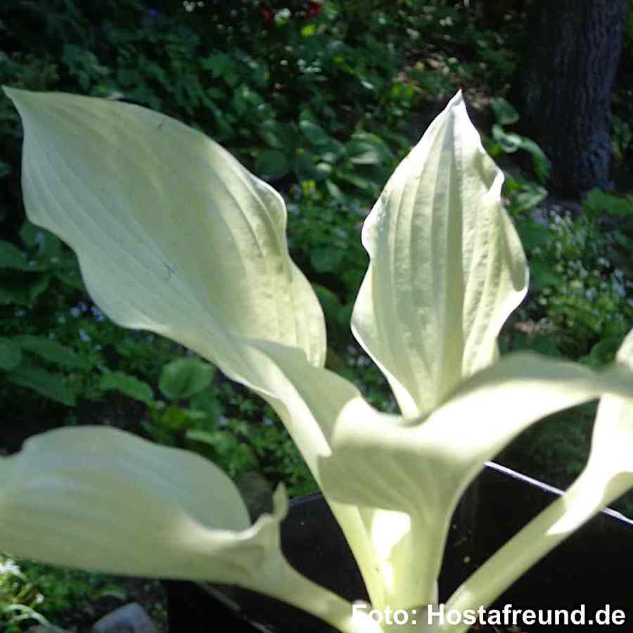 Hosta White Feathers