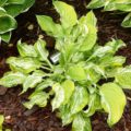 Hosta Winter Lightening