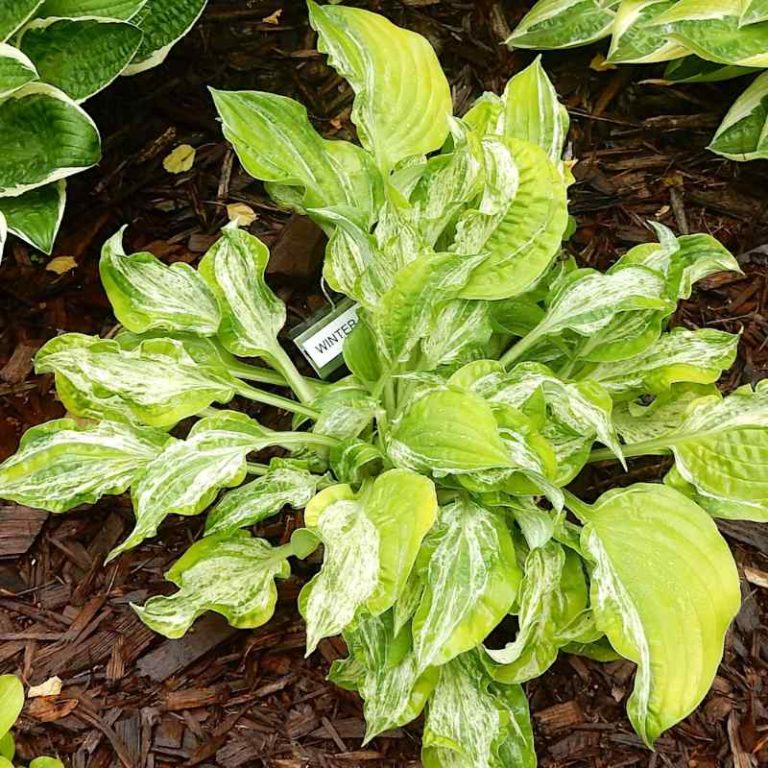 Hosta Winter Lightening