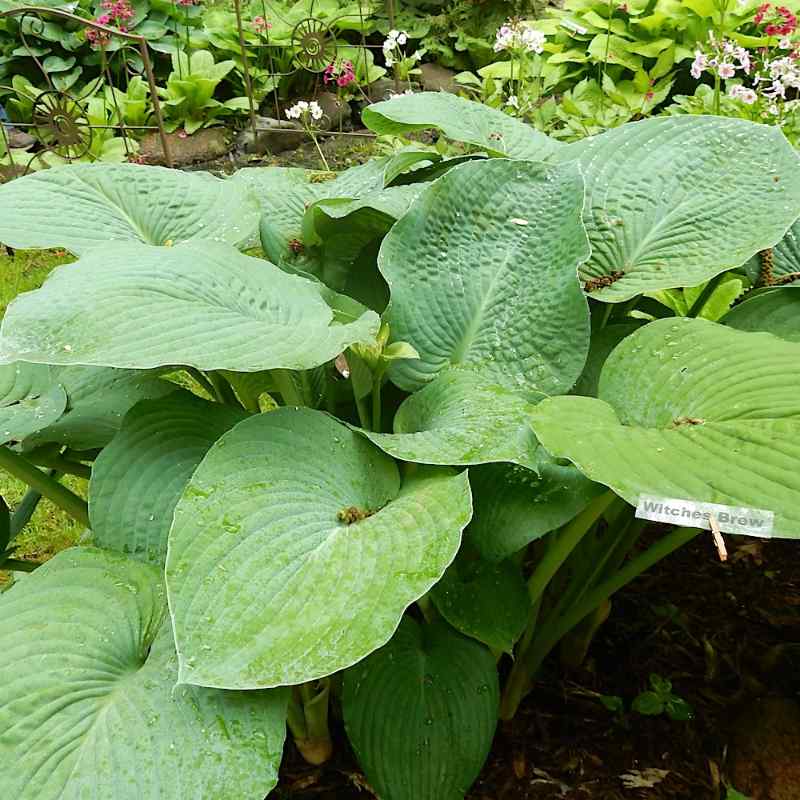 Hosta ‘Witches Brew’