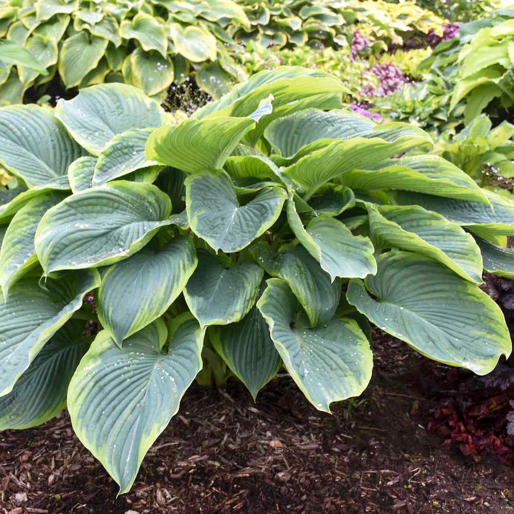 Hosta ‘Wu-La-La’