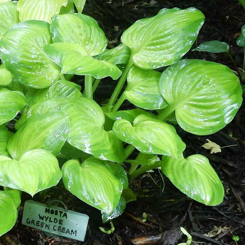 Hosta ‘Wylde Green Cream’