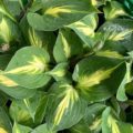 Hosta Xanadu