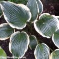 Hosta Yellow River