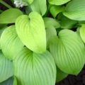 Hosta Zounds