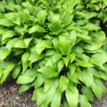 Hosta lancifolia