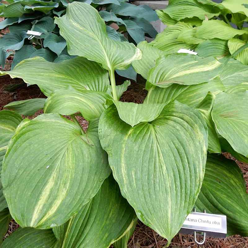 Hosta montana chirifu oba