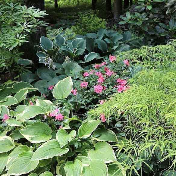 Samplanting med Hosta – forslag til planter du kan benytte