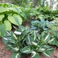 Hosta