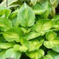 Hosta ventricosa aureomaculata