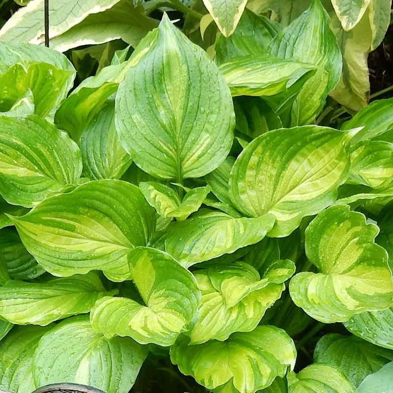 Hosta ventricosa ‘Aureomaculata’