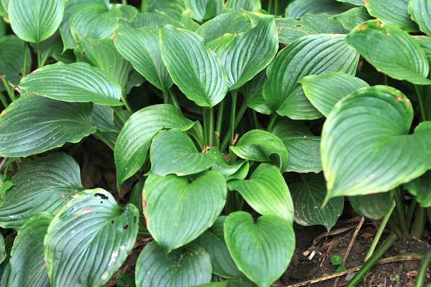 Hosta ventricosa