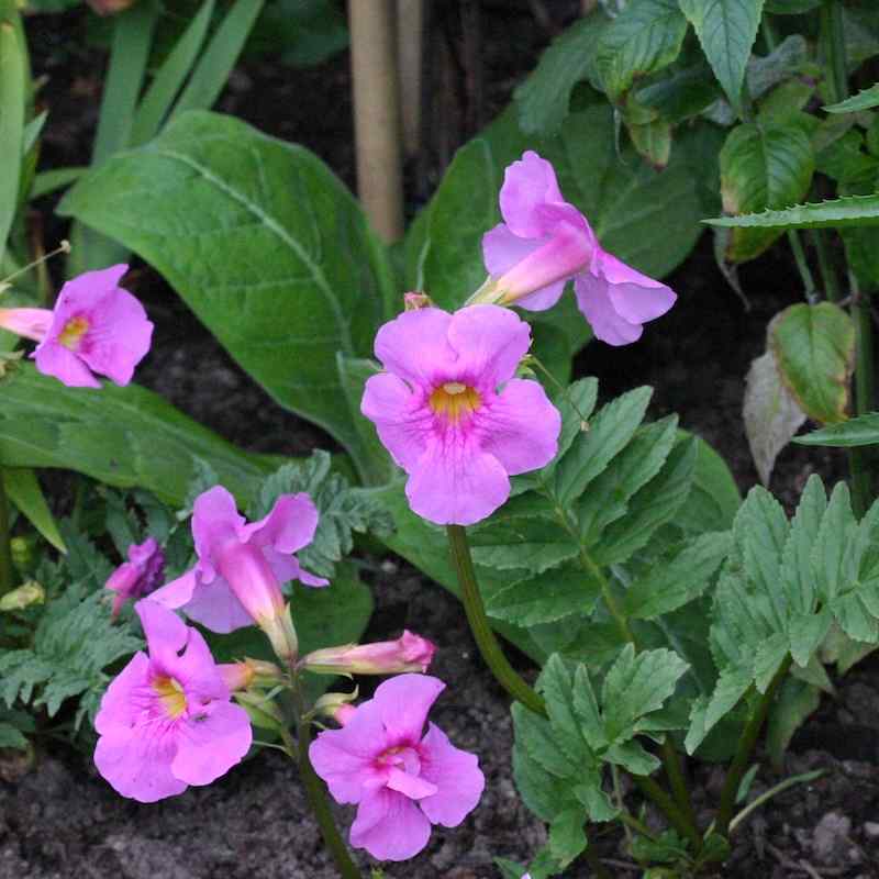 Incarvillea delavayi – Rosenbasunblomst