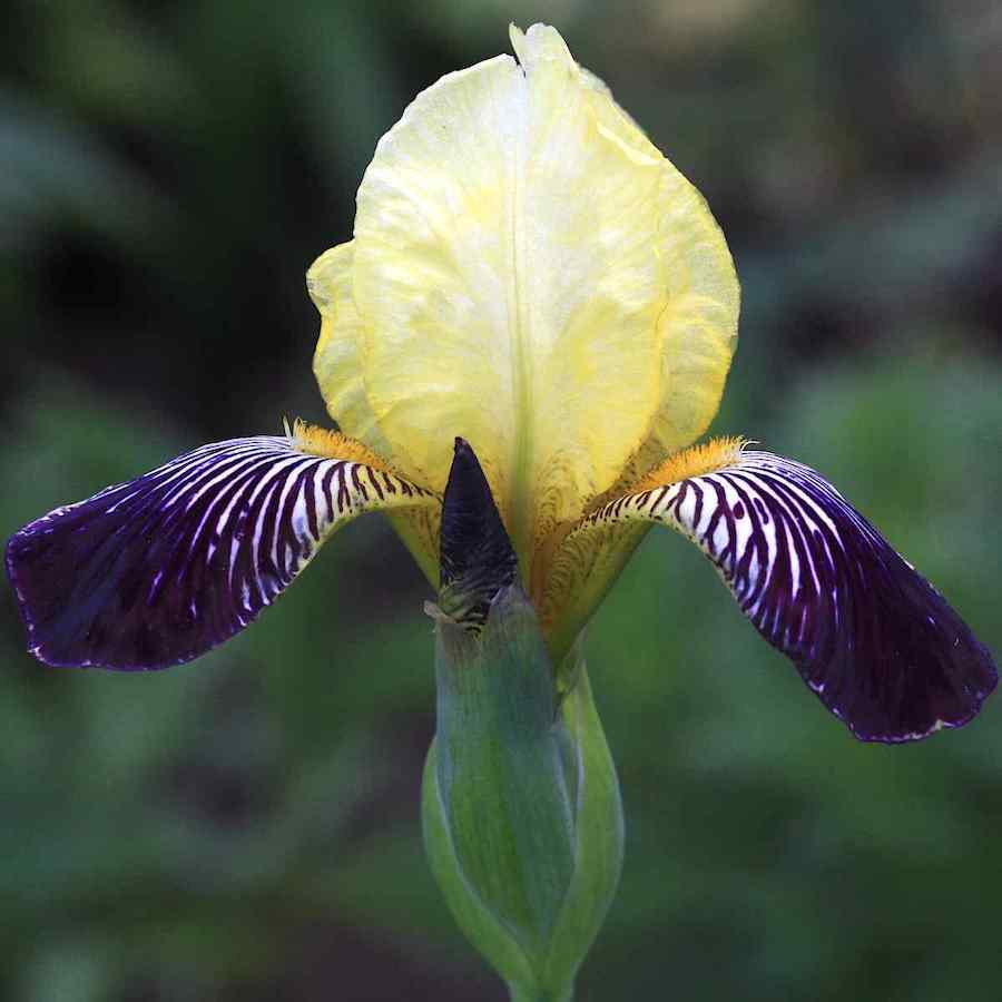 Iris germanica Flaming Dragon