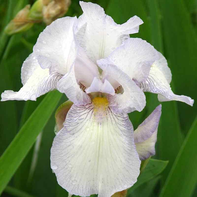 Iris germanica ‘Immortality’ – Hageiris