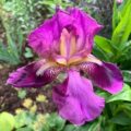 Iris germanica Imperator