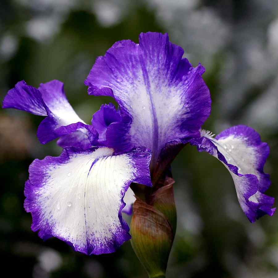 Iris germanica ‘Loop de Loop’ – Hageiris