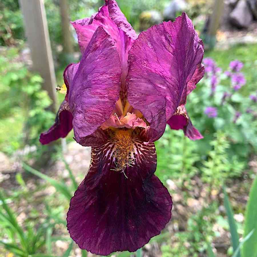 Iris germanica ‘Senlac’ – Hageiris