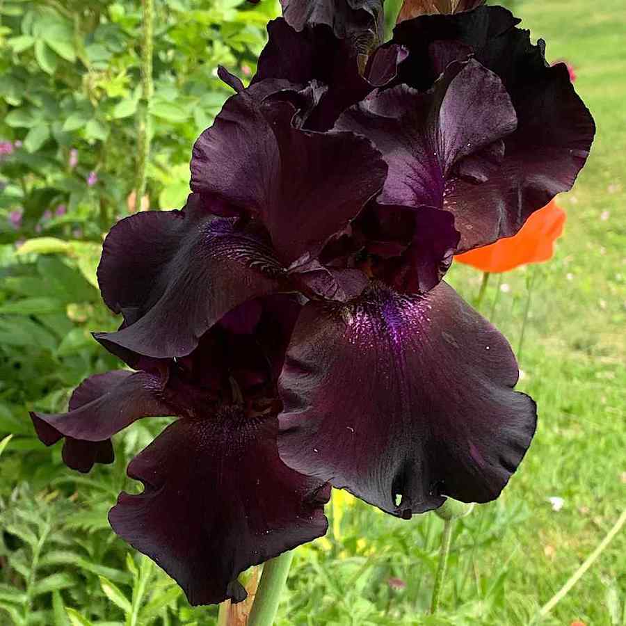 Iris germanica ‘Superstition’ – Hageiris