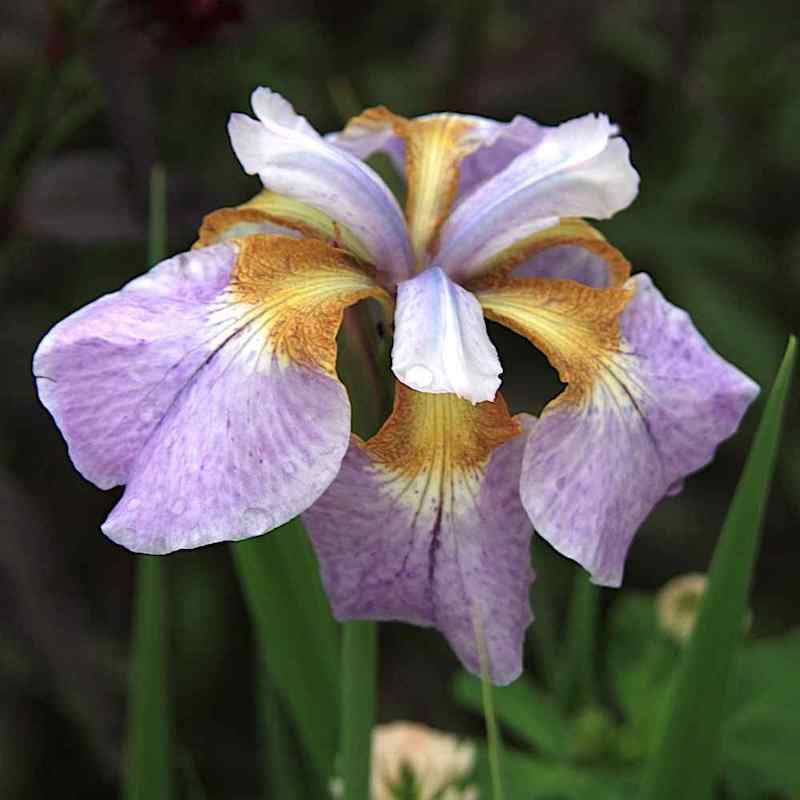 Iris hookeri ‘Monstrosa’