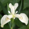 Iris pseudacorus alba