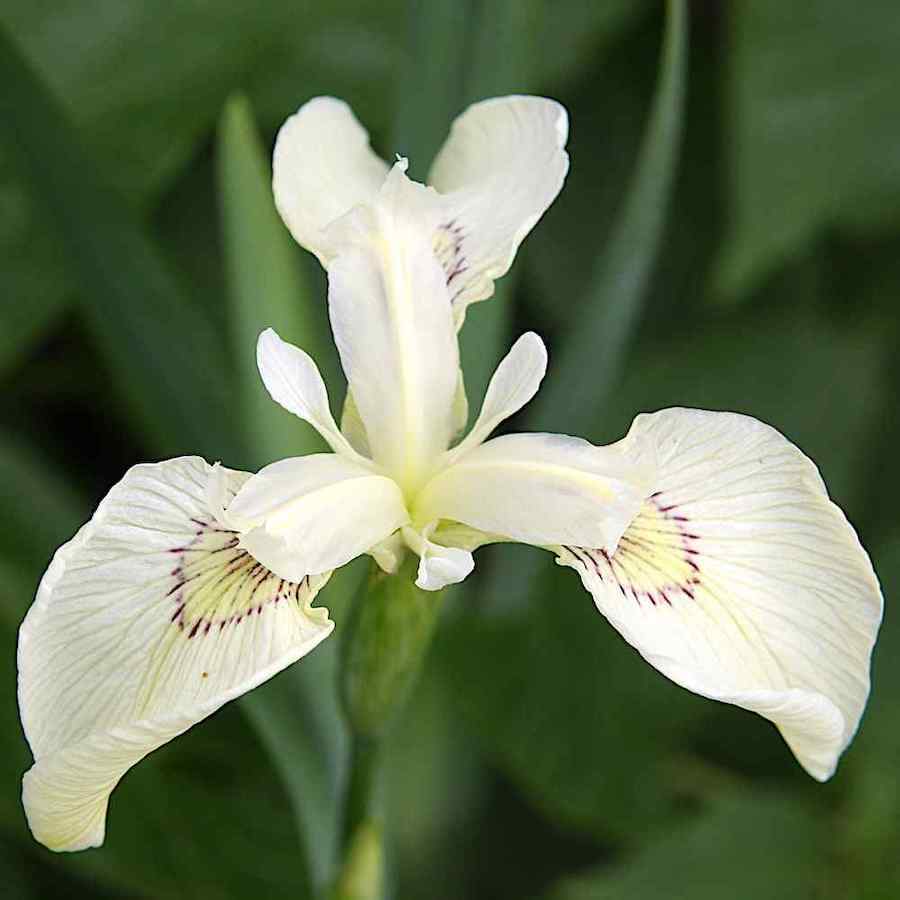 Iris pseudacorus ‘Alba’ – Sverdiris