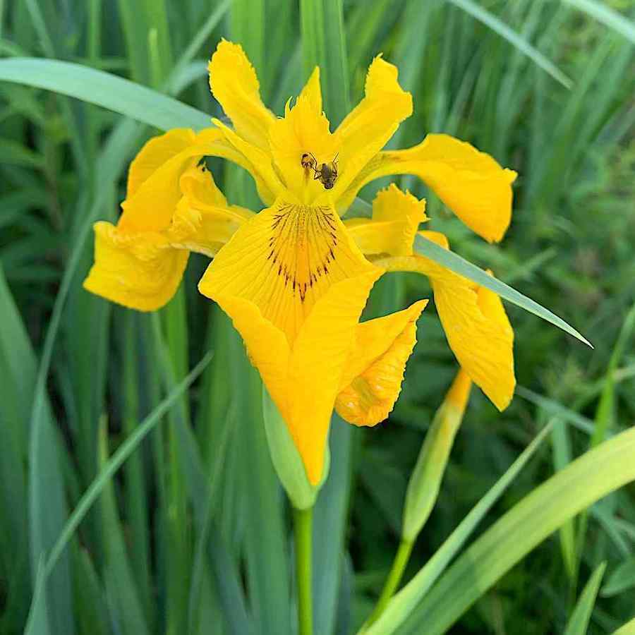 Iris pseudacorus – Sverdiris