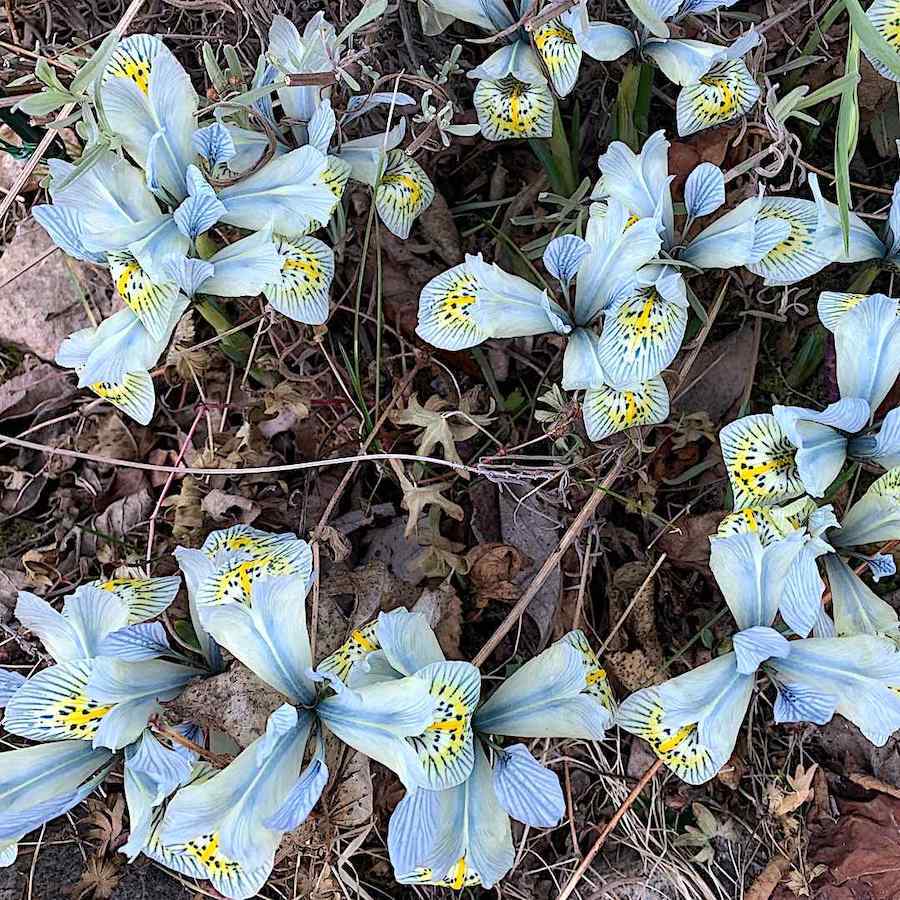 Iris reticulata ‘Katharine Hodgkin’ – Våriris