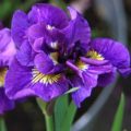 Iris sibirica Double Standard