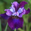 Iris sibirica Roaring Jelly