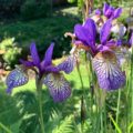 Iris sibirica Shakers Prayer