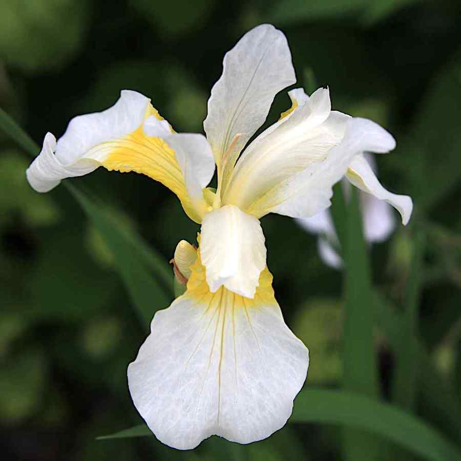 Iris sibirica alba