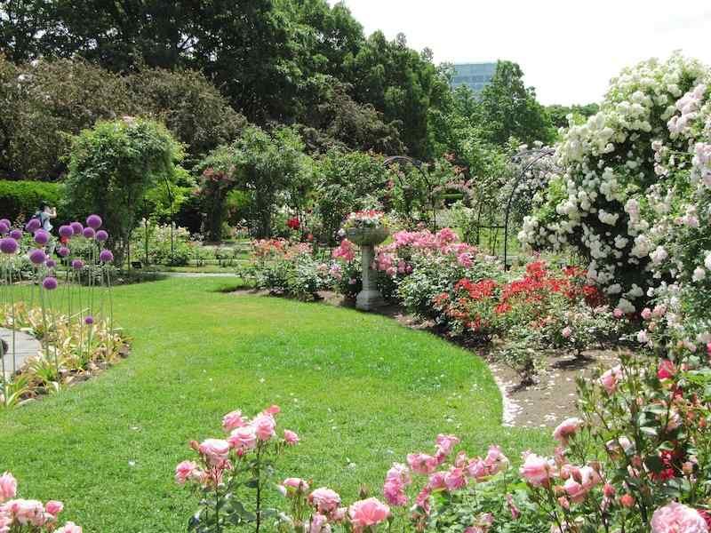 James P. Kelleher Rose Garden, Boston
