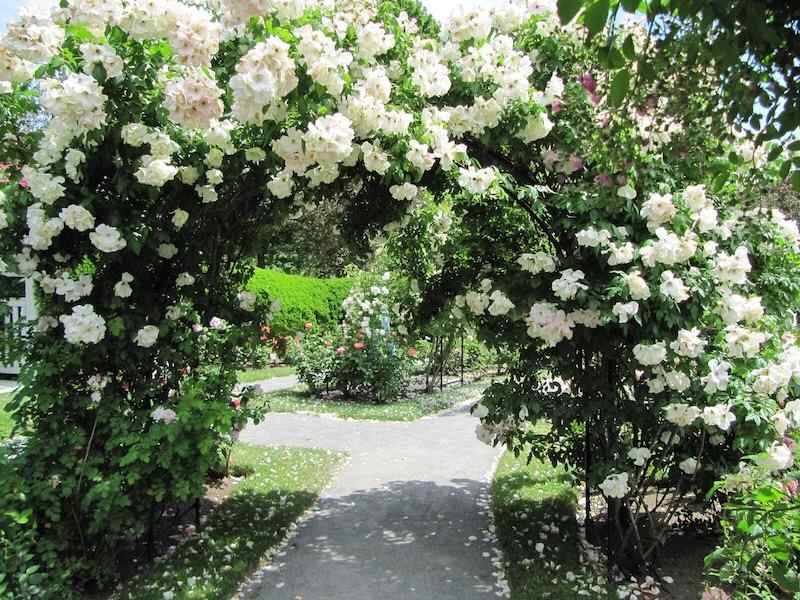 James P. Kelleher Rose Garden, Boston - Rosa Sally Holmes