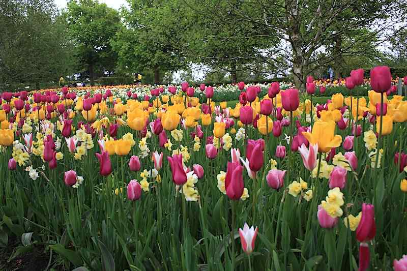 Klassifisering av tulipaner