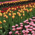 Keukenhof