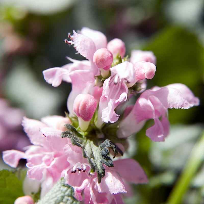 Lamium maculatum ‘Pink Pewter’ – Flekktvetann