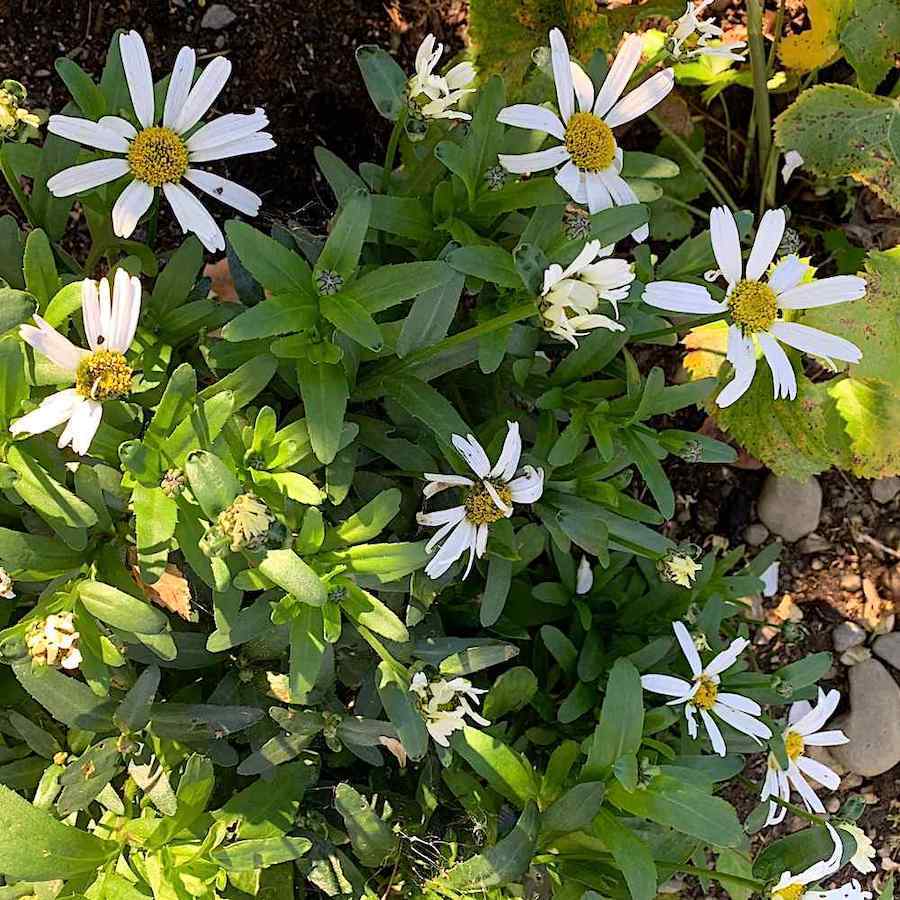 Leucanthemum 'Snowlady'