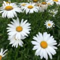 Leucanthemum x superbum