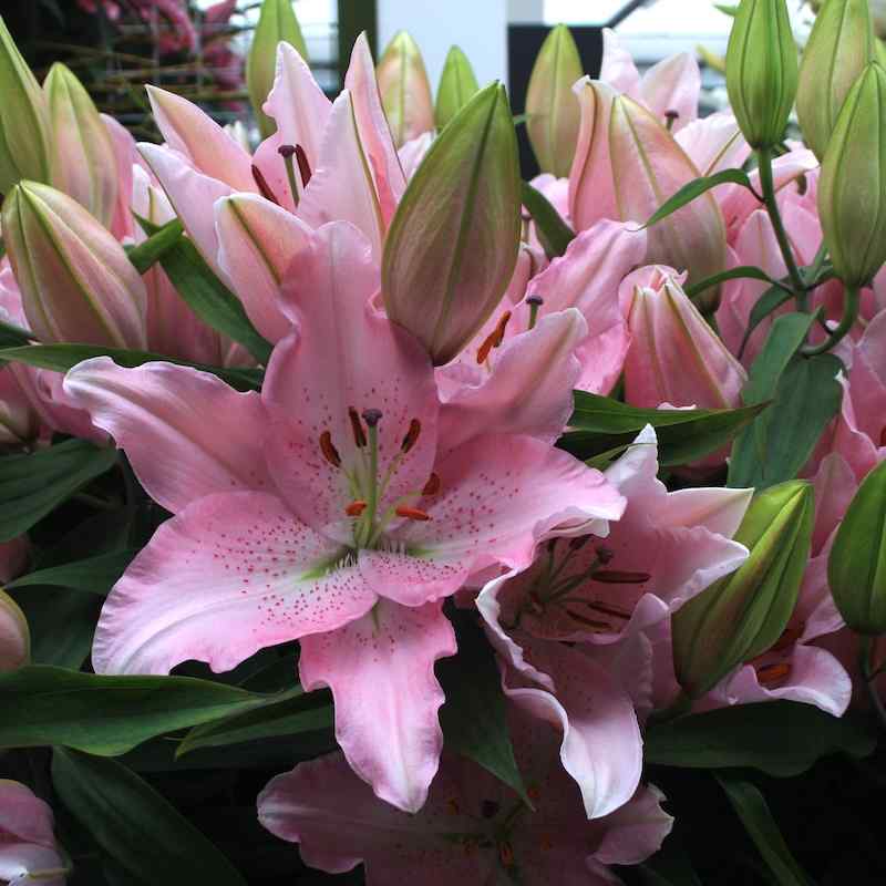 Lilium Bebop